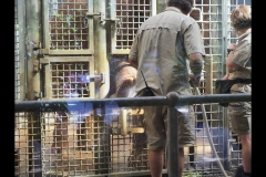 Melbourne Zoo Outing (Paul Palcsek ©)