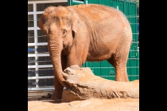 Melbourne Zoo Outing (Michael Brown ©)