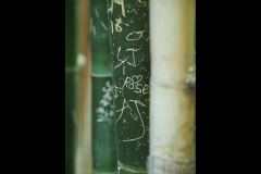 Melbourne Zoo Outing (Paul Palcsek ©)