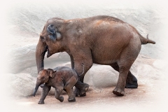Melbourne Zoo Outing (Carolyn Brandt ©)