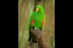 Melbourne Zoo Outing (Nicole Andrews ©)