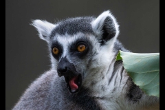 Melbourne Zoo Outing (Nicole Andrews ©)