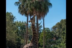 Melbourne Zoo Outing (Robert Fairweather ©)