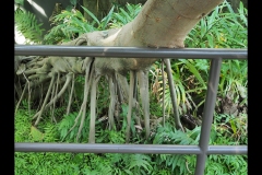 Melbourne Zoo Outing (Paul Palcsek ©)