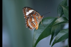 Melbourne Zoo Outing (Michelle Brasington ©)