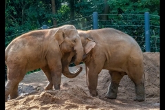 Melbourne Zoo Outing (Jim Weatherill ©)