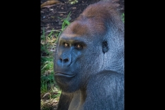 Melbourne Zoo Outing (David Dyett ©)