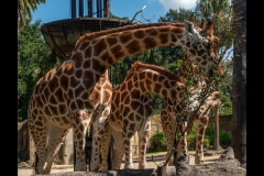 Melbourne Zoo Outing (Robert Fairweather ©)