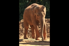 Melbourne Zoo Outing (Terry Noske ©)