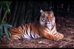 Melbourne Zoo Outing (Carolyn Brandt ©)