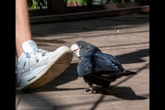 Melbourne Zoo Outing (Jim Weatherill ©)