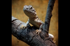 Melbourne Zoo Outing (Carolyn Brandt ©)