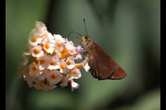 Melbourne Zoo Outing (Nicole Andrews ©)