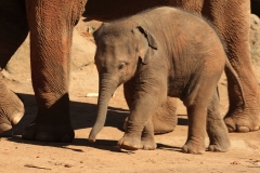 Melbourne Zoo Outing (Terry Noske ©)