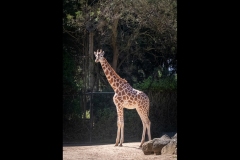 Melbourne Zoo Outing (Michelle Brasington ©)