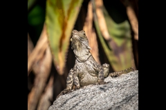 Melbourne Zoo Outing (Michelle Brasington ©)