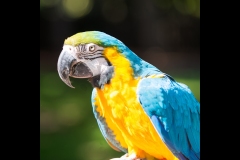 Melbourne Zoo Outing (Michael Brown ©)