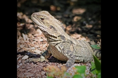 Melbourne Zoo Outing (Jim O’Donnell ©)