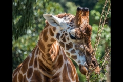 Lunch Time - Melbourne Zoo Outing (David Dyett ©)