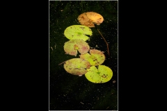 Melbourne Zoo Outing (Bob Clothier ©)