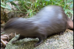 Fast Moving Otter - Melbourne Zoo Outing (David Dyett ©)