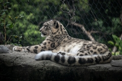 Melbourne Zoo Outing (Norman Blaikie ©)
