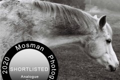 Santina Velo - Mosman Photography Awards Finalist: Analogue Portfolio