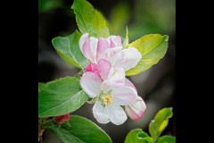 Murals of Frankston (Jim O'Donnell ©)