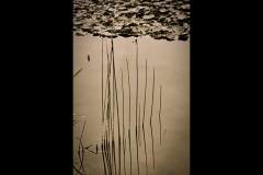 Museum of Australian Photography Outing (Terry Noske ©)