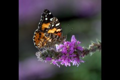 Museum of Australian Photography (Carolyn Brandt ©)