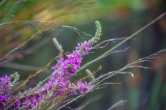 Museum of Australian Photography (Carolyn Brandt ©)