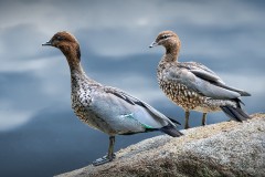 Museum of Australian Photography (Carolyn Brandt ©)