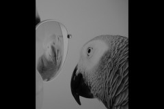 Museum of Australian Photography (Doni Baz)