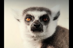 Museum of Australian Photography (Joe Hajdu)