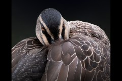 Museum of Australian Photography (Carolyn Brandt ©)