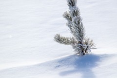 Anne-Shellard-Towards-the-Sun