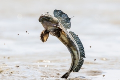 Lesley-Bretherton-Mudskipper