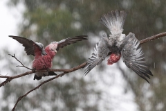 Rebecca-Polonski-Galahs-in-the-Rain