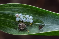 Nicole-Andrews-Brown-Stink-Bug