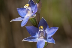 Tuck-Leong-Thelymitra-megcalyptra