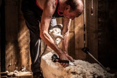 Shearer 53 years. 
Jim Haney
83 Strip Rd
Little Swanport
7190
Tas