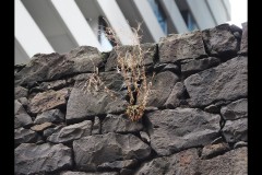 North-West CBD Laneways (Paul Palcsek ©)