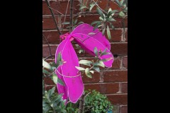 North-West CBD Laneways (Paul Palcsek ©)