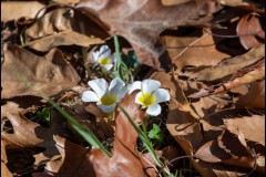 Oakleigh Walk (Michael Brown ©)