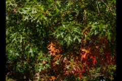 Oakleigh Walk (David Davidson ©)