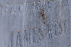 Oakleigh Walk (Phil Marley ©)