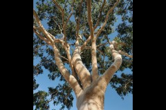 Oakleigh Walk (David Marriott ©)