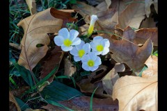 Oakleigh Walk (Jim O'Donnell ©)