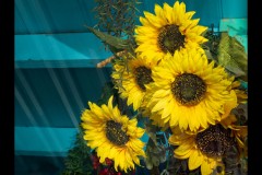 Oakleigh Walk (Nicole Andrews ©)