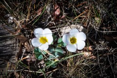 Oakleigh Walk (Norman Blaikie ©)